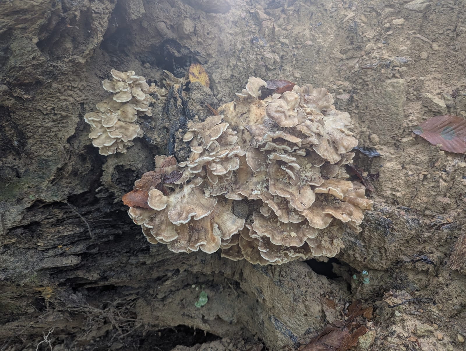 Hen of the woods: Habitat