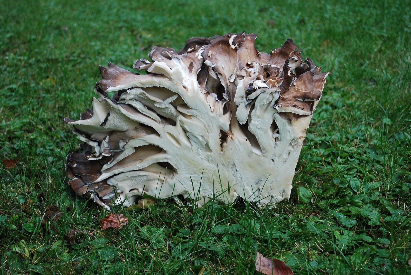 Hen of the woods: Photo