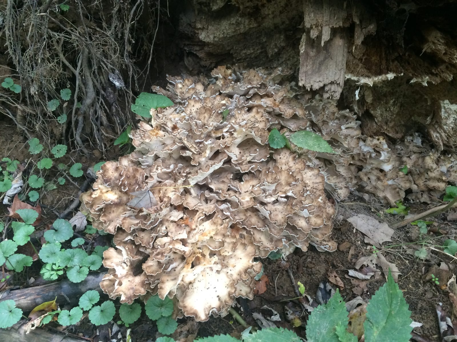 Hen of the woods: Whole plant