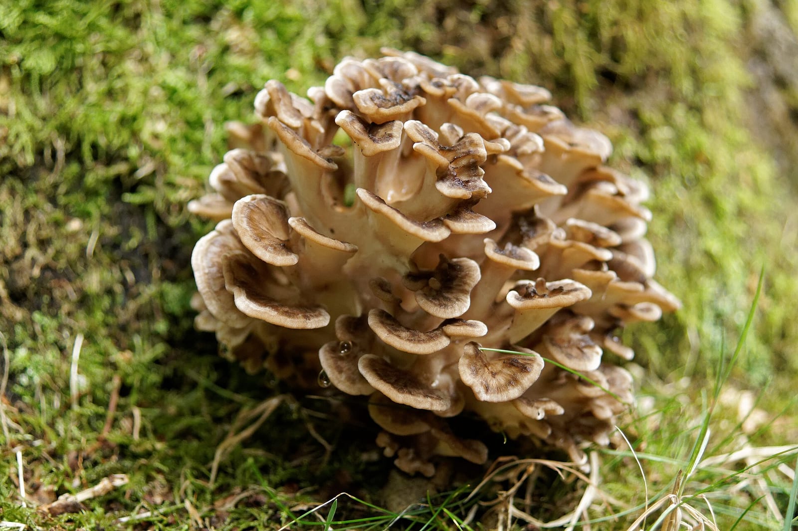 Hen of the woods: Whole plant