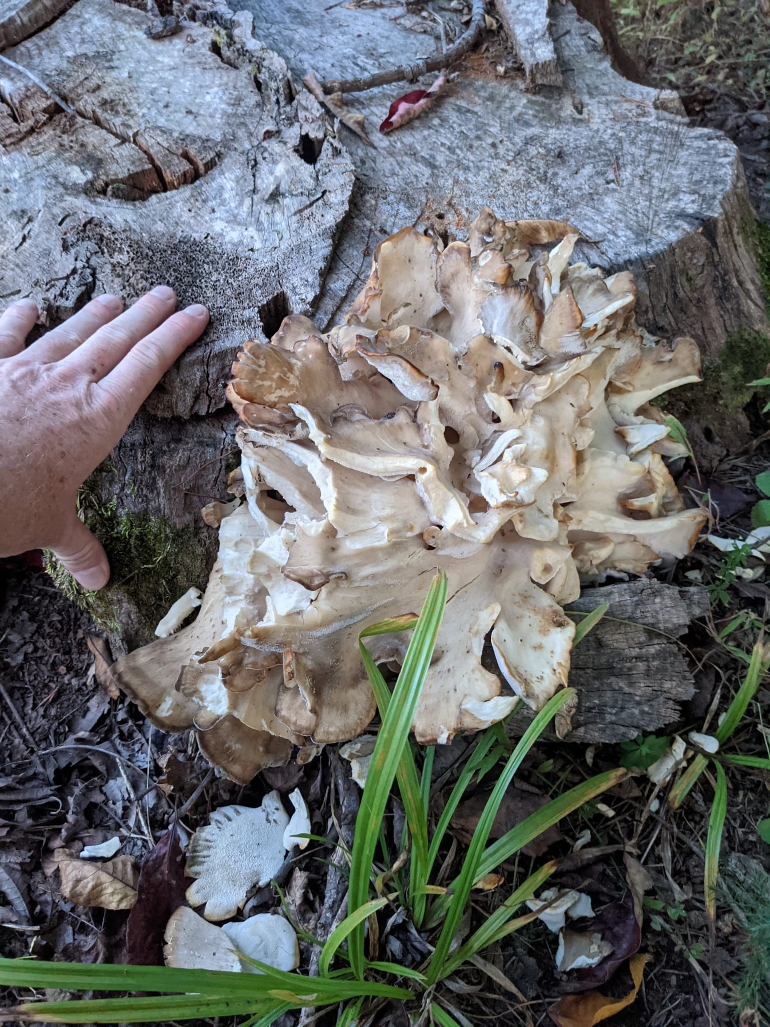 Hen of the woods: Whole plant