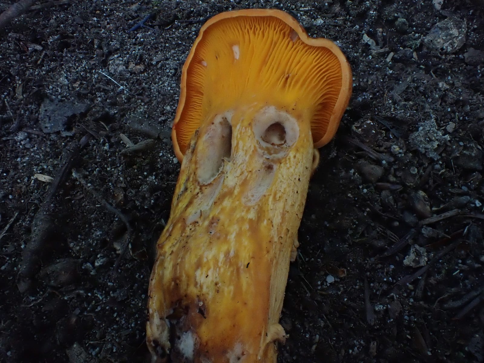 Jack-o'-lantern mushroom: Cross-section. Cut lengthwise: orange flesh and sharp gills