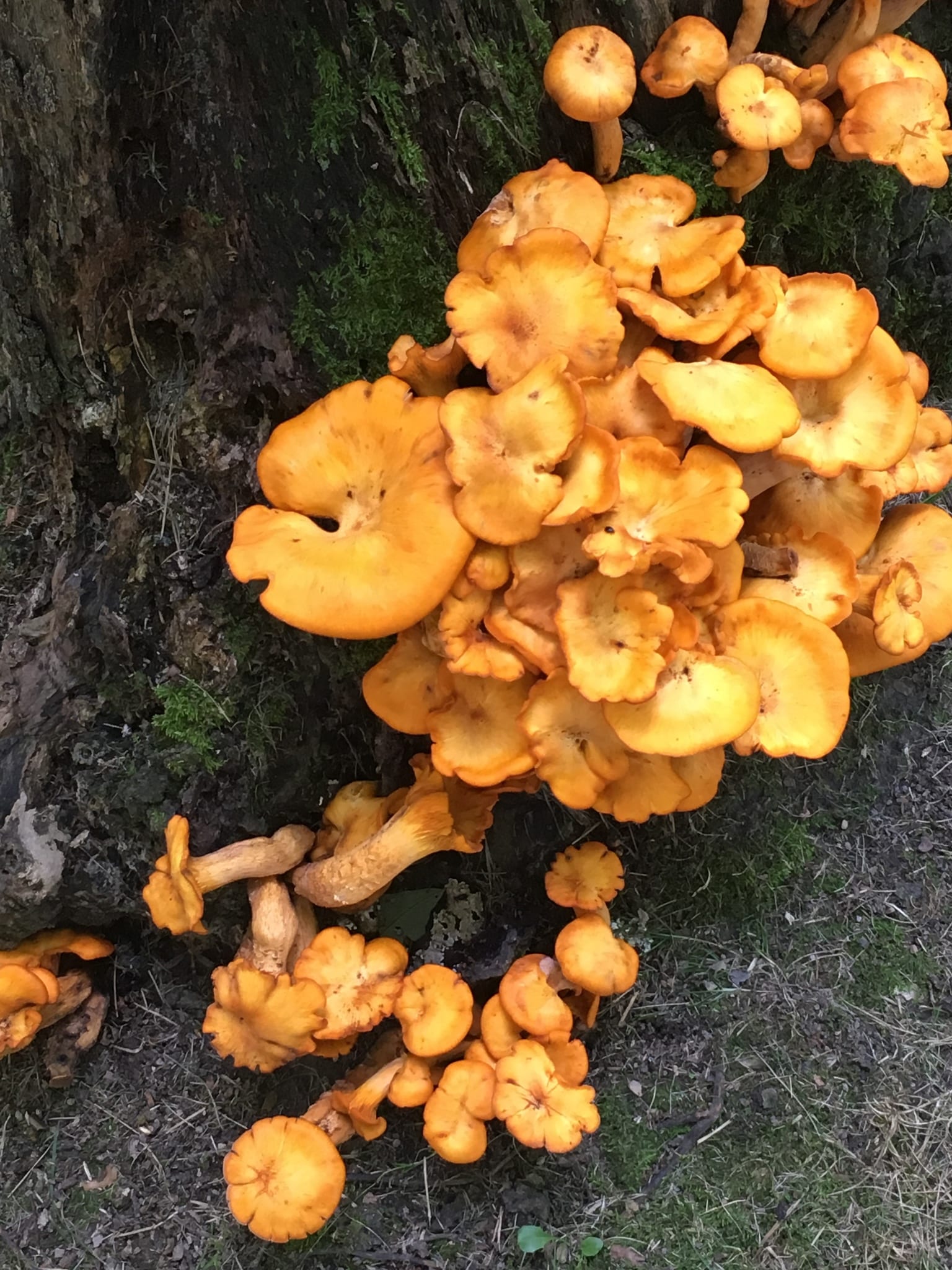 Jack-o'-lantern mushroom: Habitat