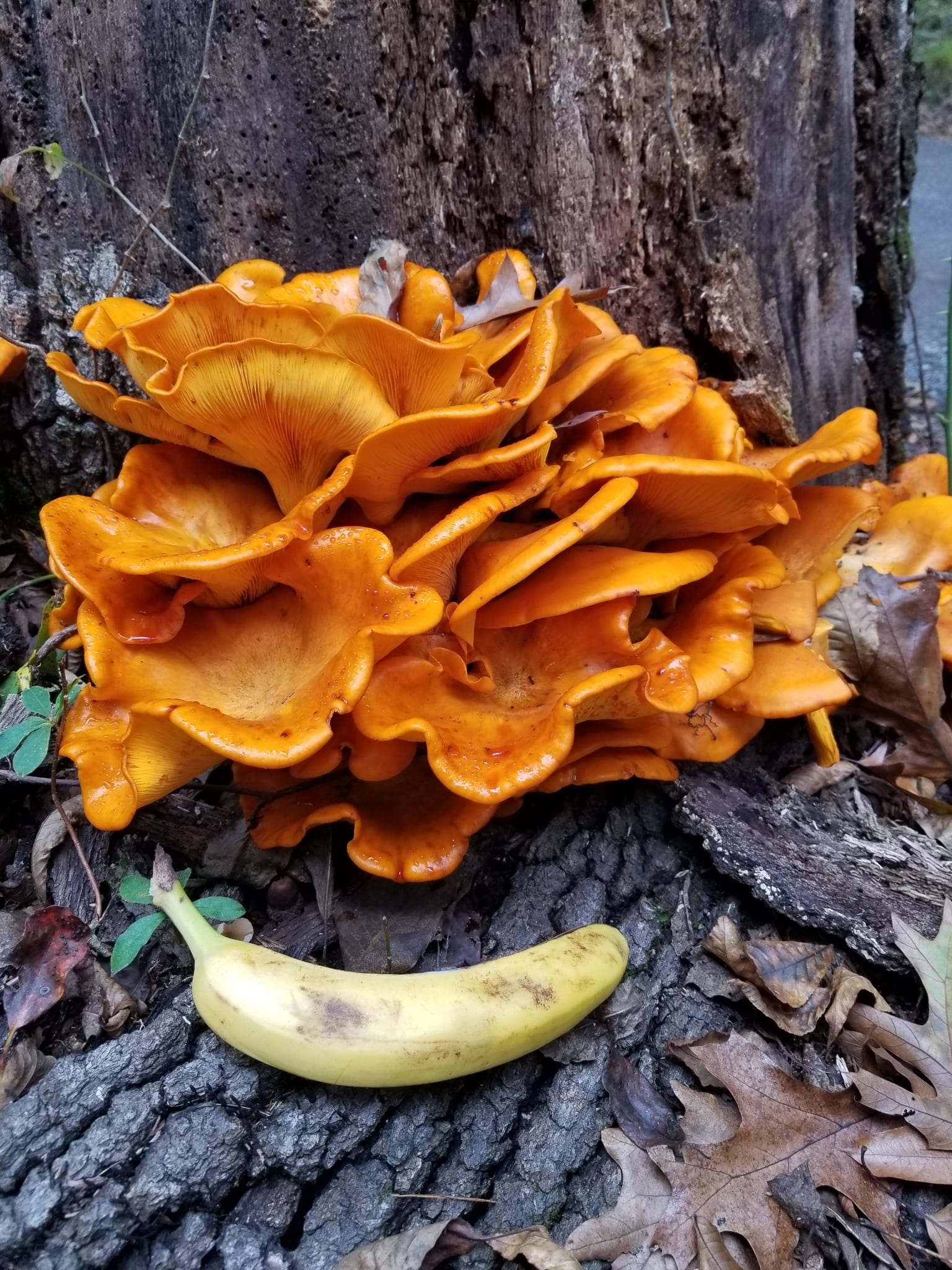 Jack-o'-lantern mushroom: Whole plant