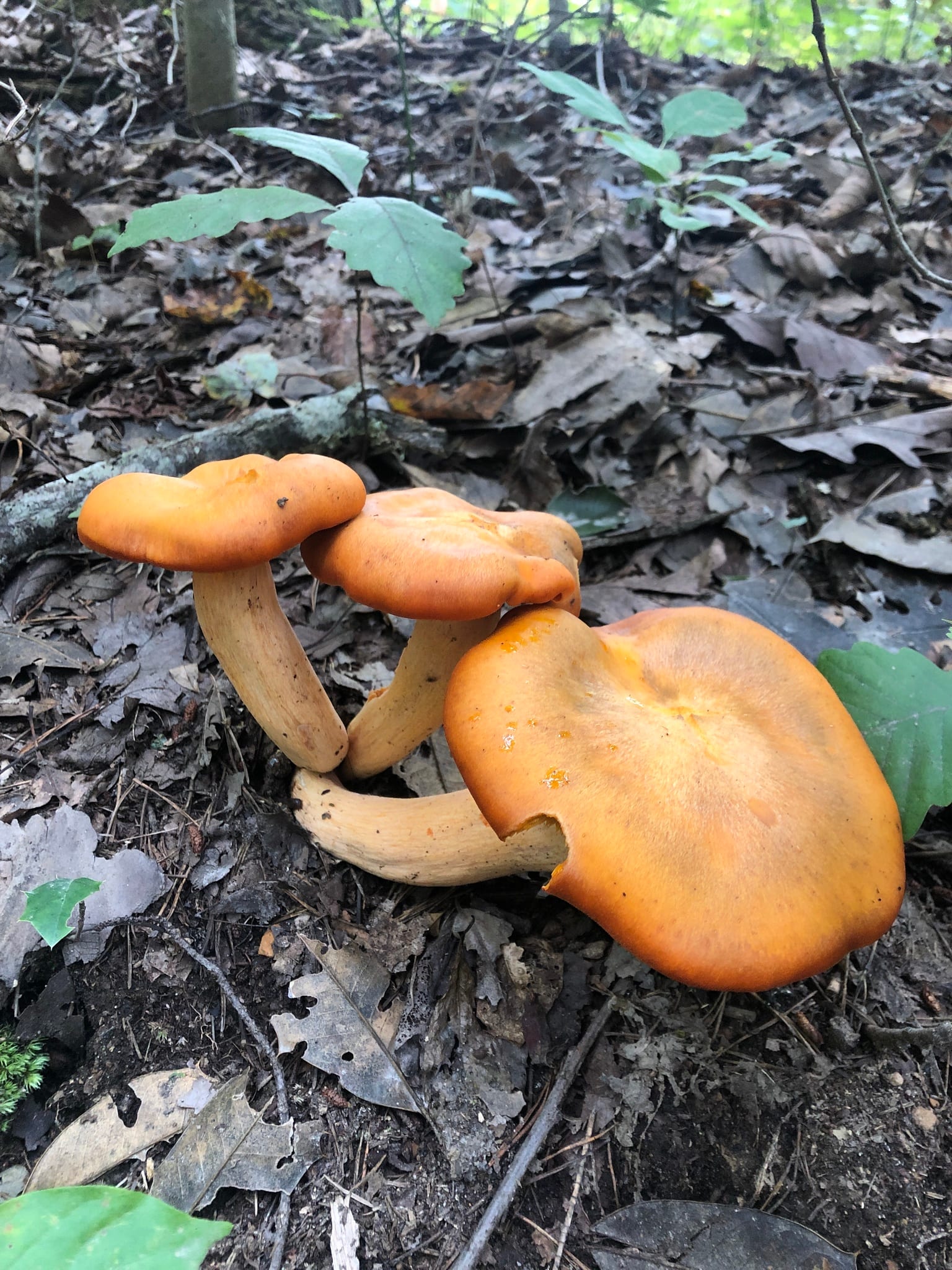 Jack-o'-lantern mushroom: Whole plant