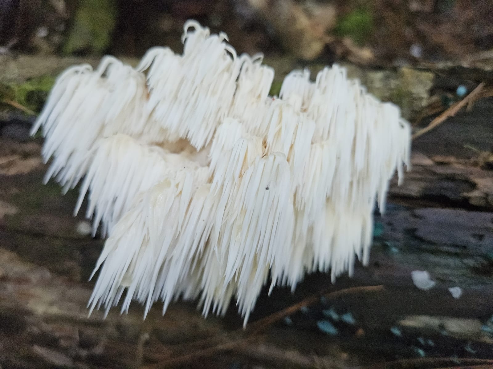 Lion's mane: Photo. Long, dangling, icicle-like spines