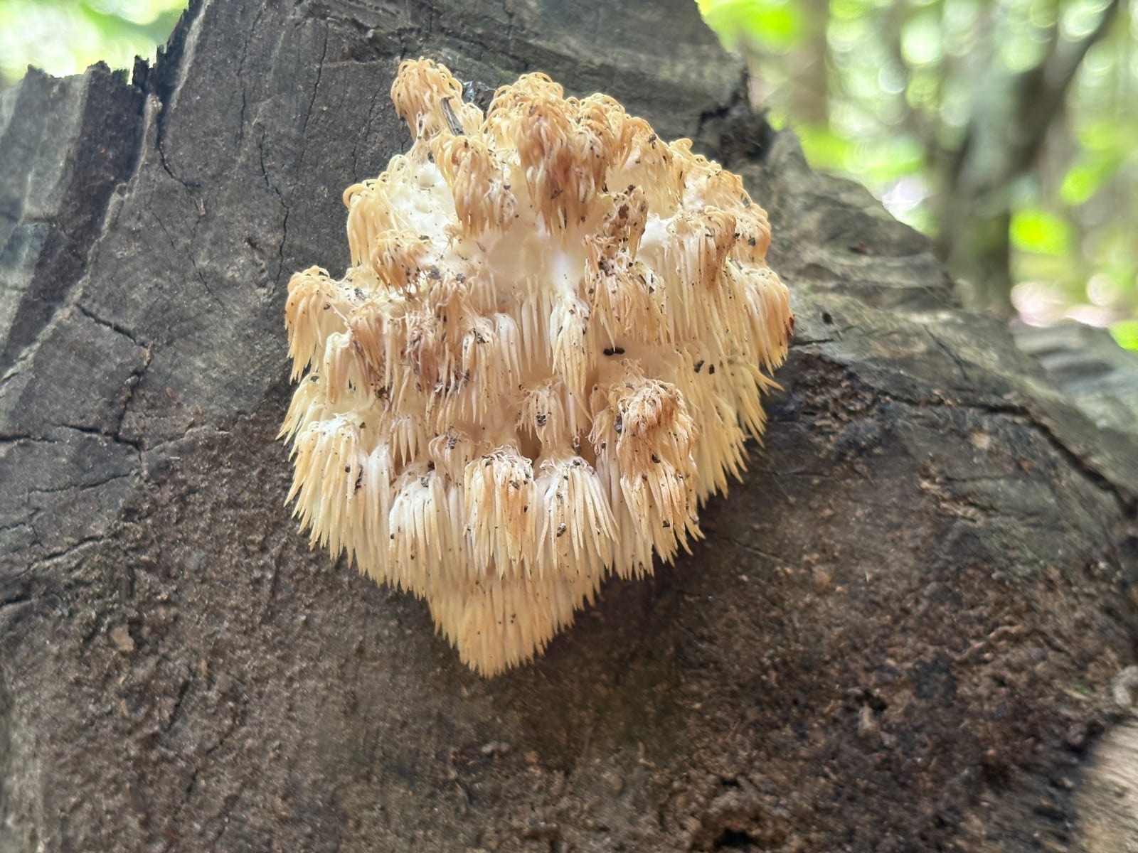 Lion's mane: Whole plant