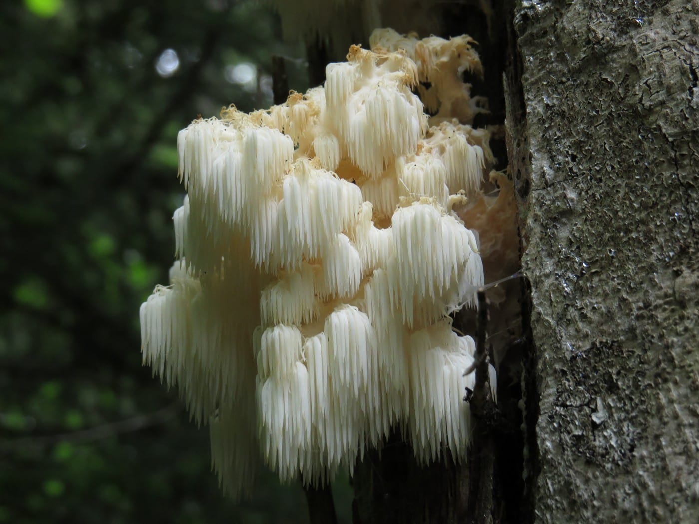 Lion's mane: Whole plant