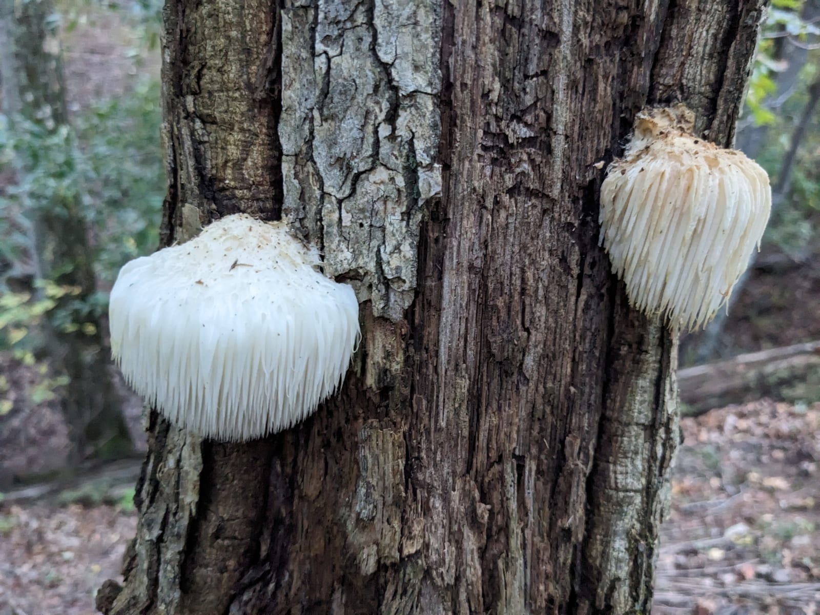 Lion's mane: Whole plant