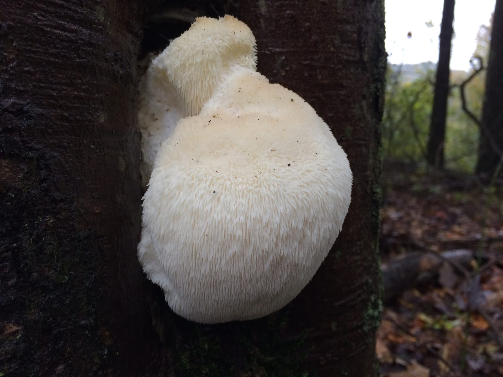 Lion's mane: Whole plant