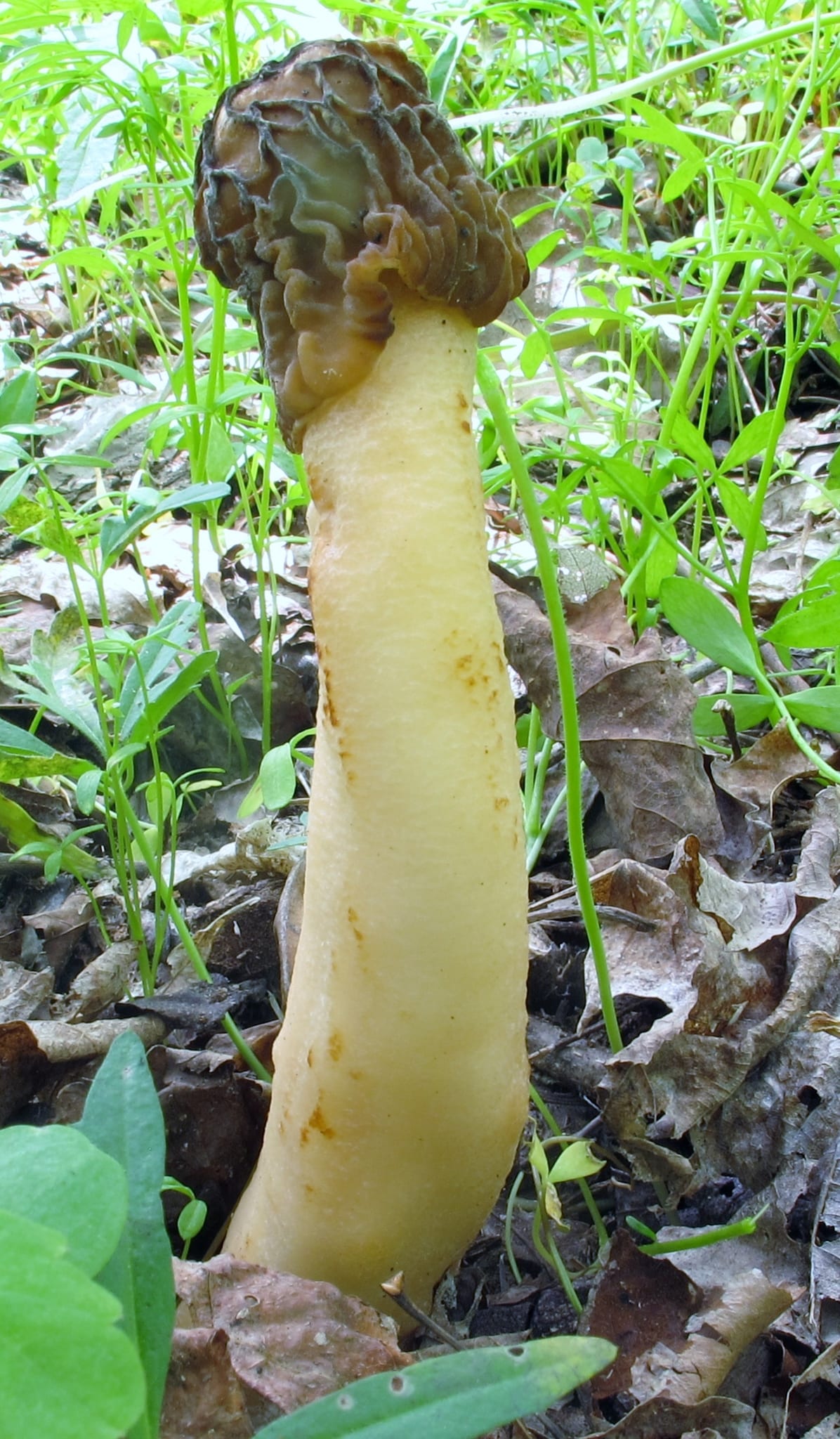 Morels: Look-alike side by side. Early morel (Verpa bohemica), a toxic look-alike