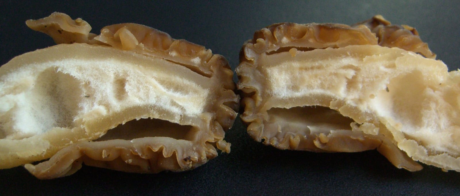 Morels: Look-alike side by side. Early morel (Verpa bohemica), a toxic look-alike
