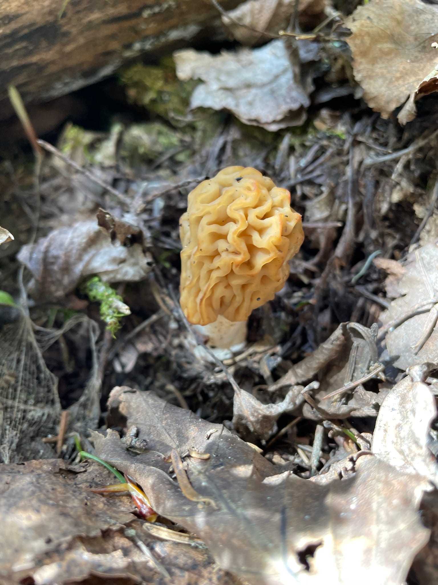 Morels: Look-alike side by side. Early morel (Verpa bohemica), a toxic look-alike