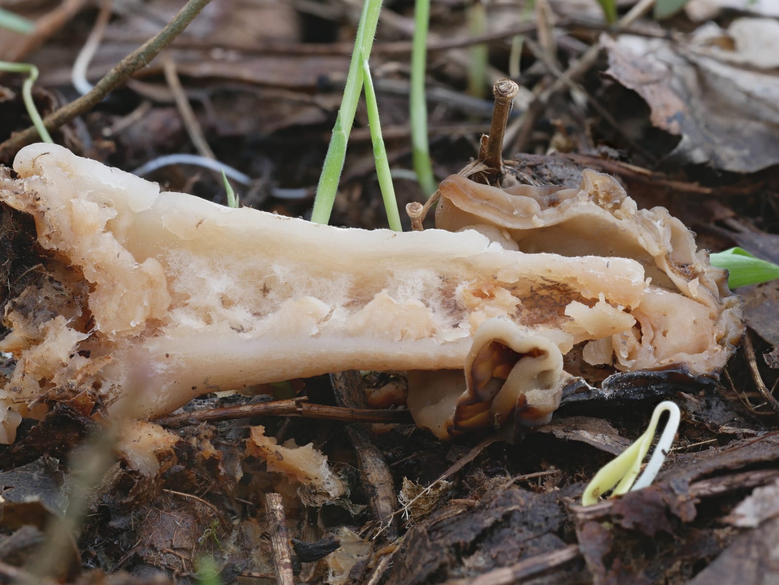 Morels: Look-alike side by side. Early morel (Verpa bohemica), a toxic look-alike