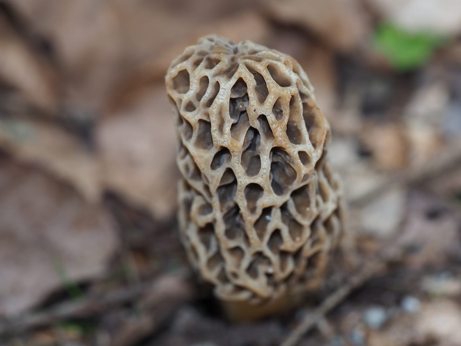 Morels: Whole plant