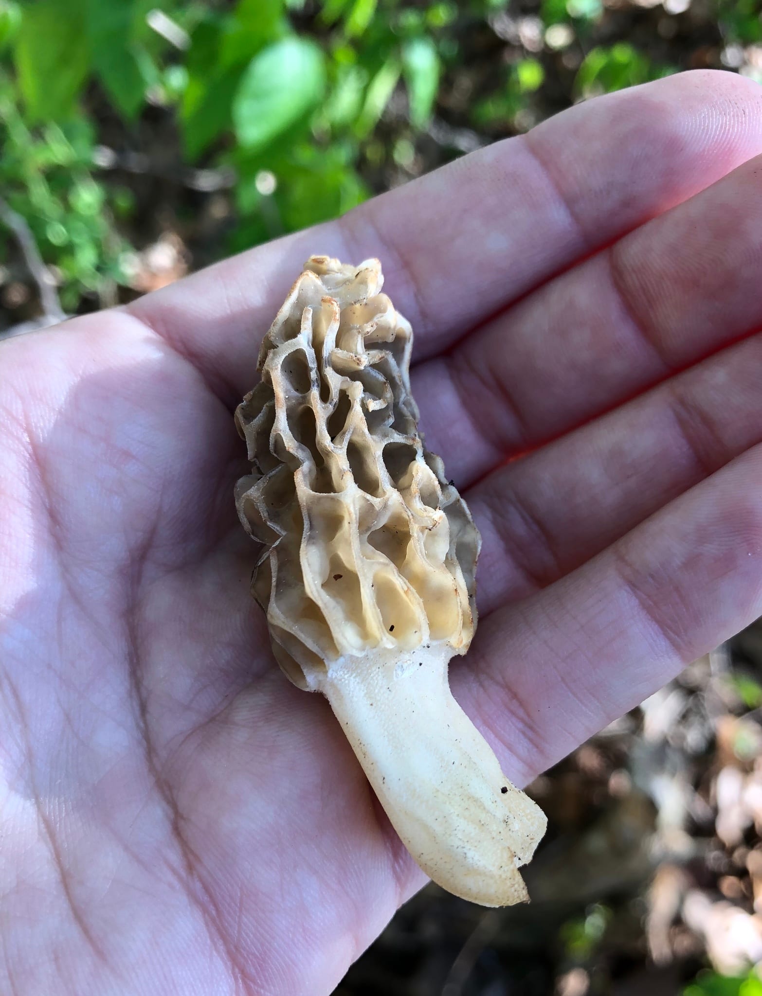 Morels: Whole plant