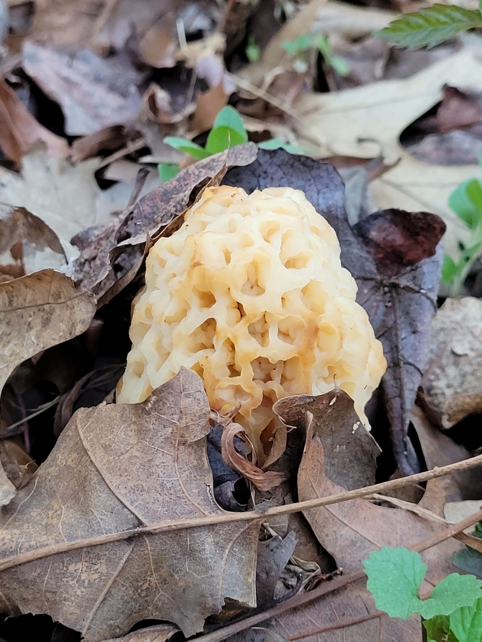 Morels: Whole plant