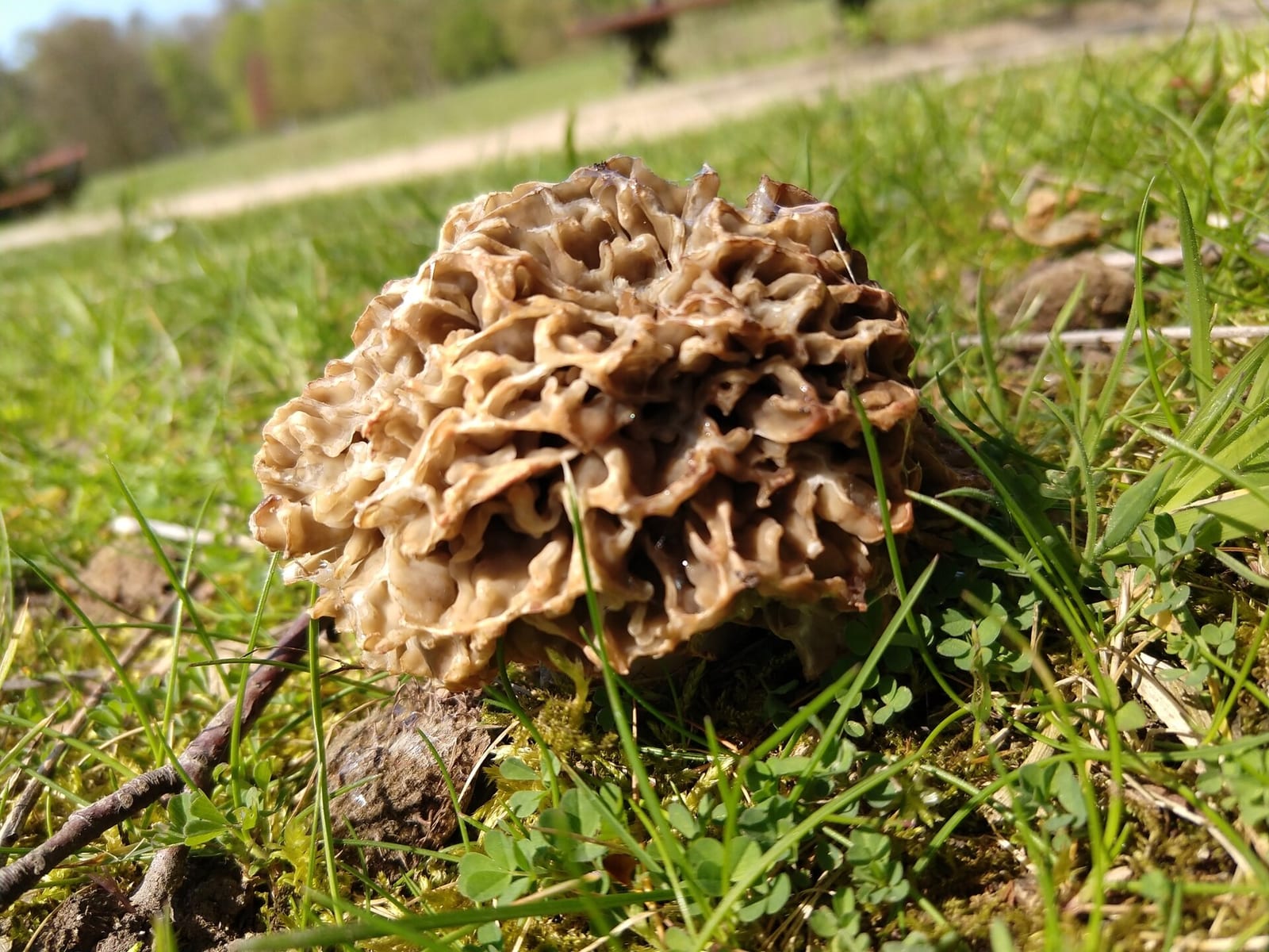 Morels: Whole plant