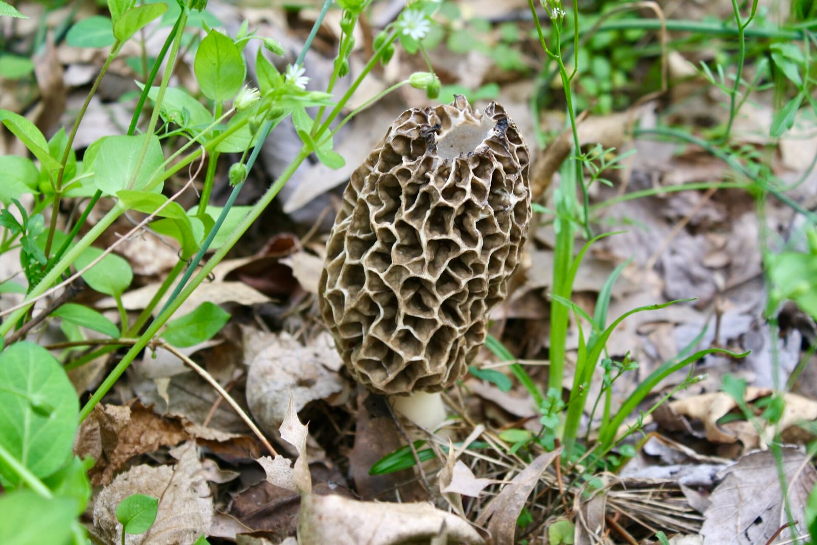Morels: Whole plant