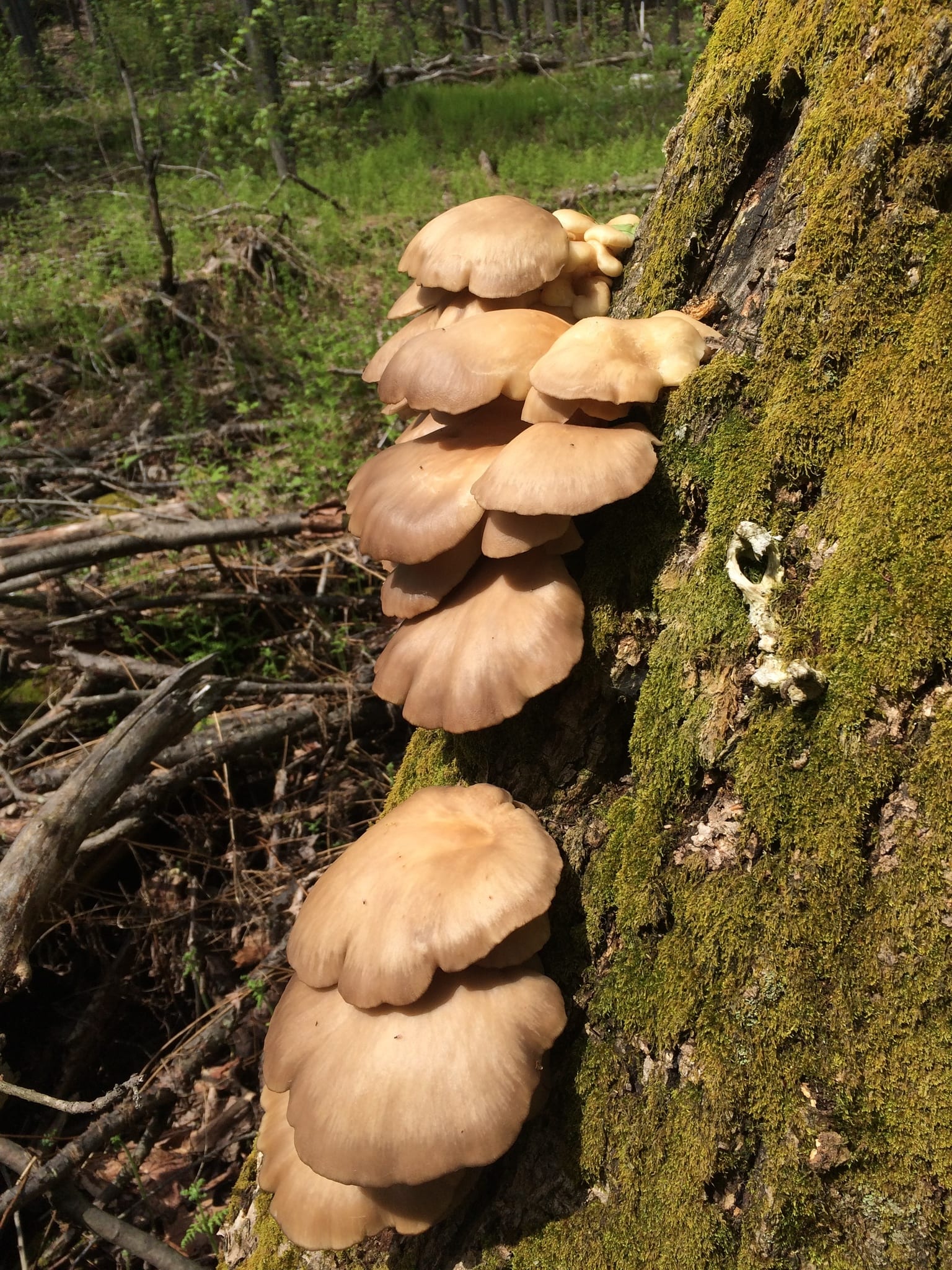 Oyster mushroom: Habitat