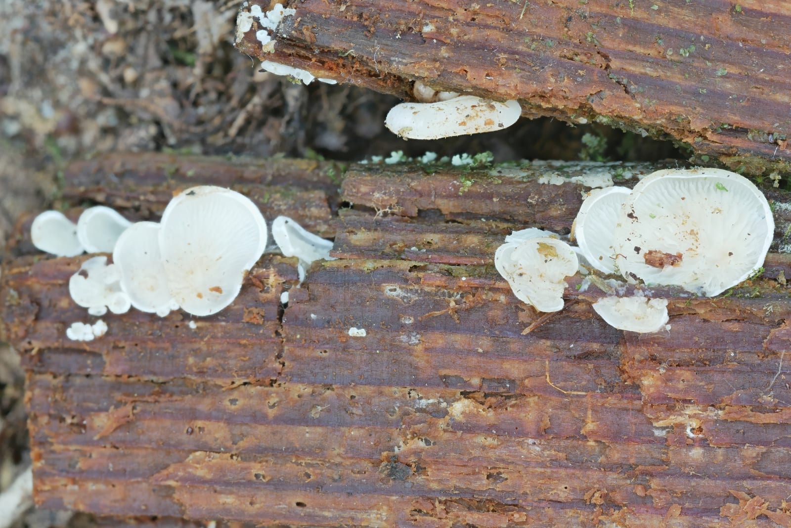 Oyster mushroom: Look-alike side by side. Angel wings (Pleurocybella porrigens), a toxic look-alike
