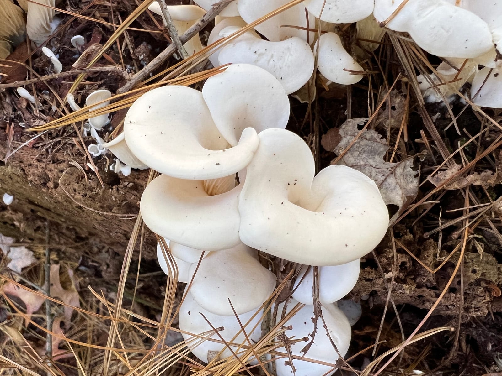 Oyster mushroom: Look-alike side by side. Angel wings (Pleurocybella porrigens), a toxic look-alike