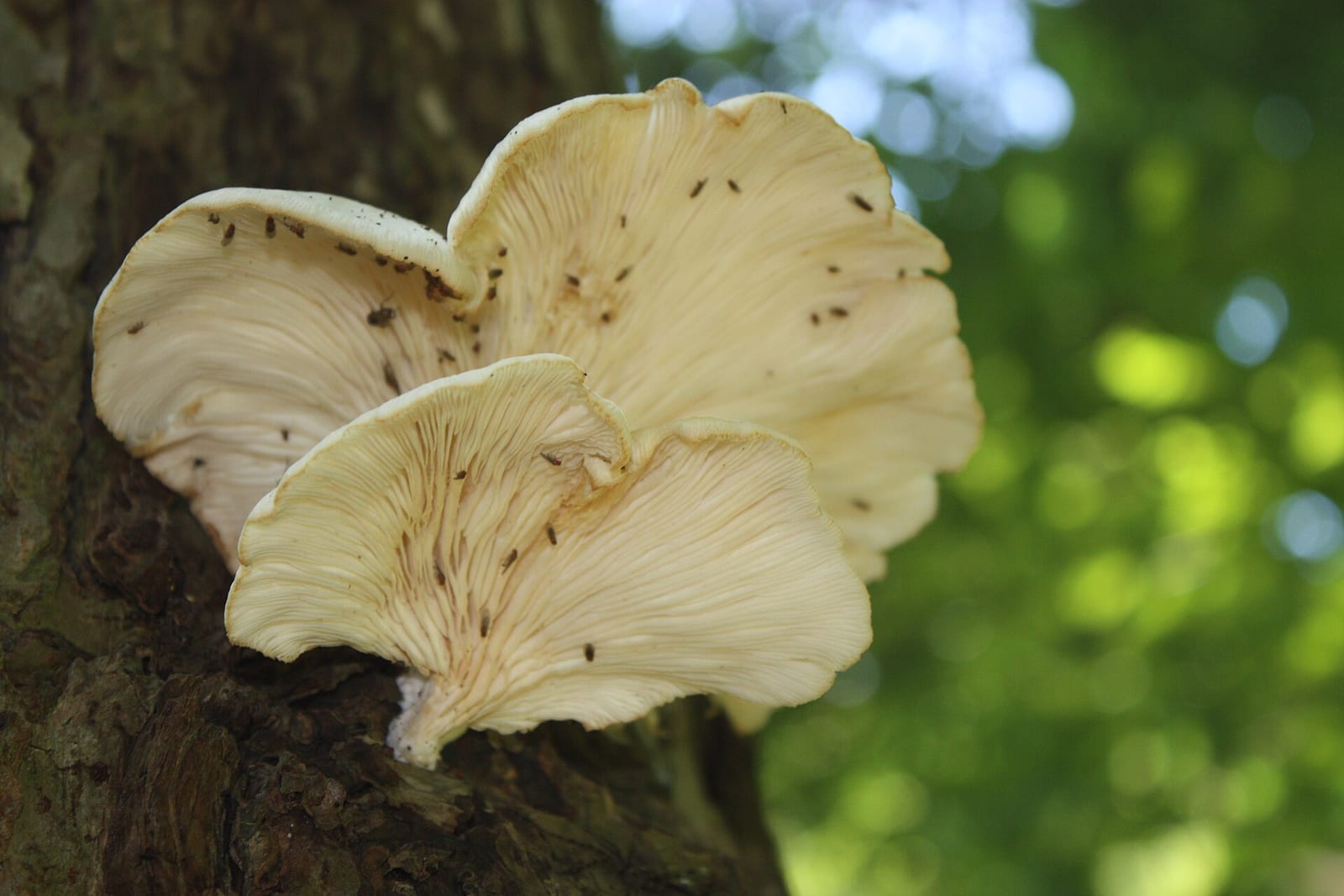 Oyster mushroom: Look-alike side by side. Angel wings (Pleurocybella porrigens), a toxic look-alike