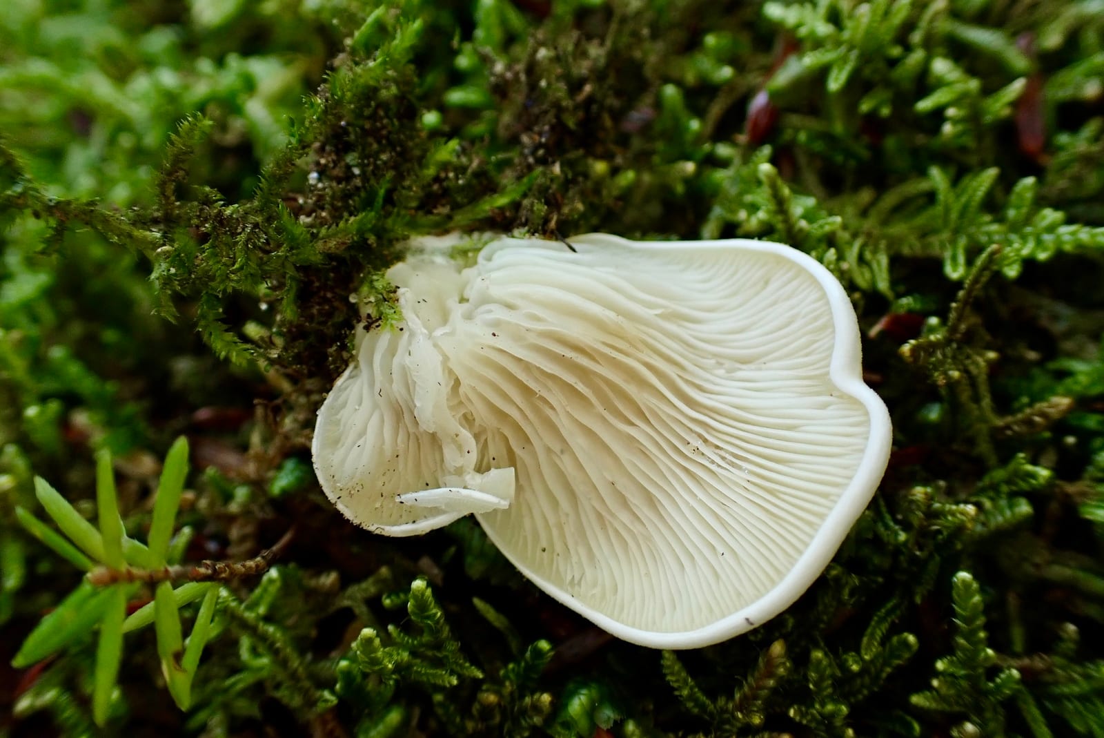 Oyster mushroom: Look-alike side by side. Angel wings (Pleurocybella porrigens), a toxic look-alike
