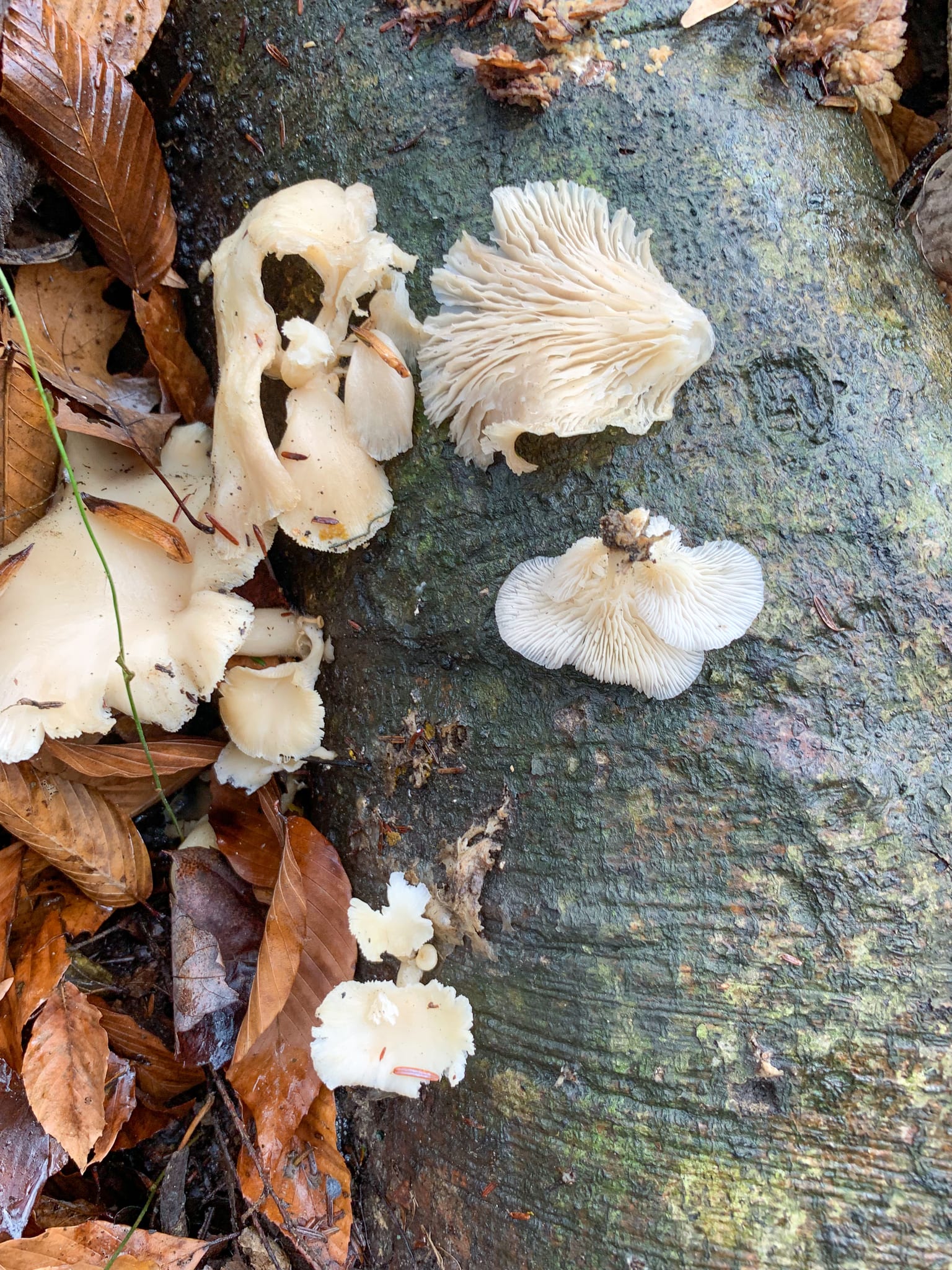 Oyster mushroom: Underside