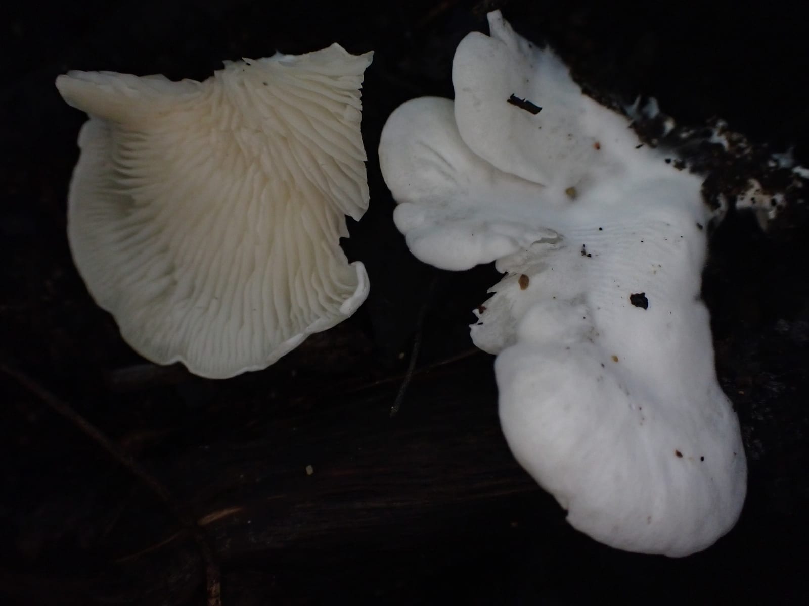 Oyster mushroom: Underside