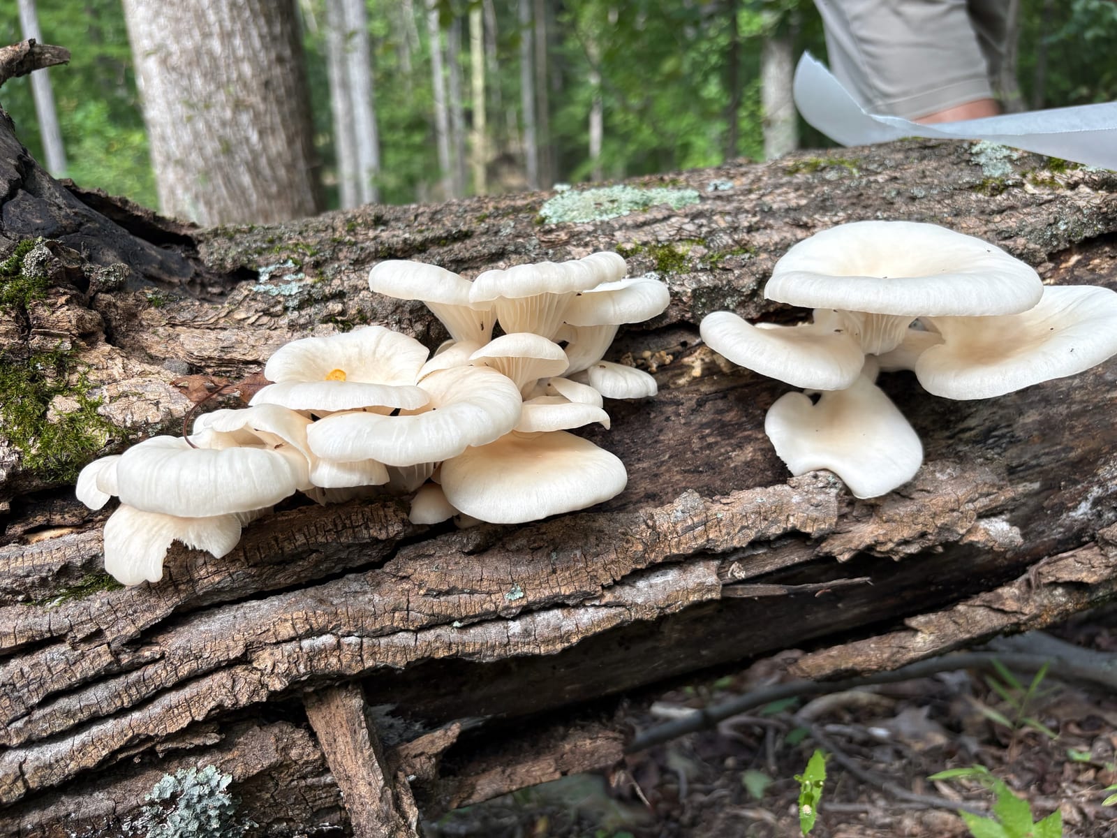 Oyster mushroom: Whole plant