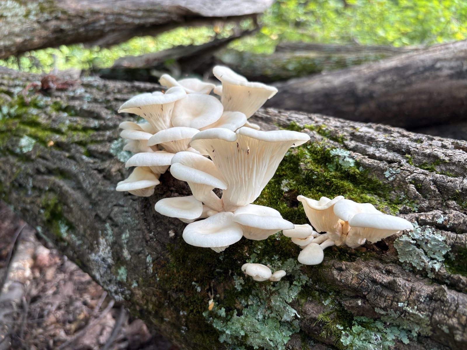 Oyster mushroom: Whole plant