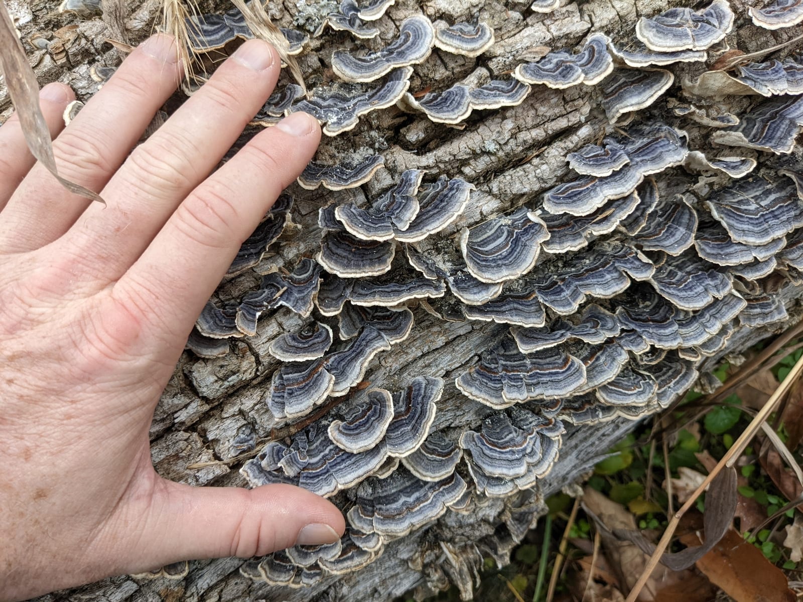 Turkey tail: Habitat