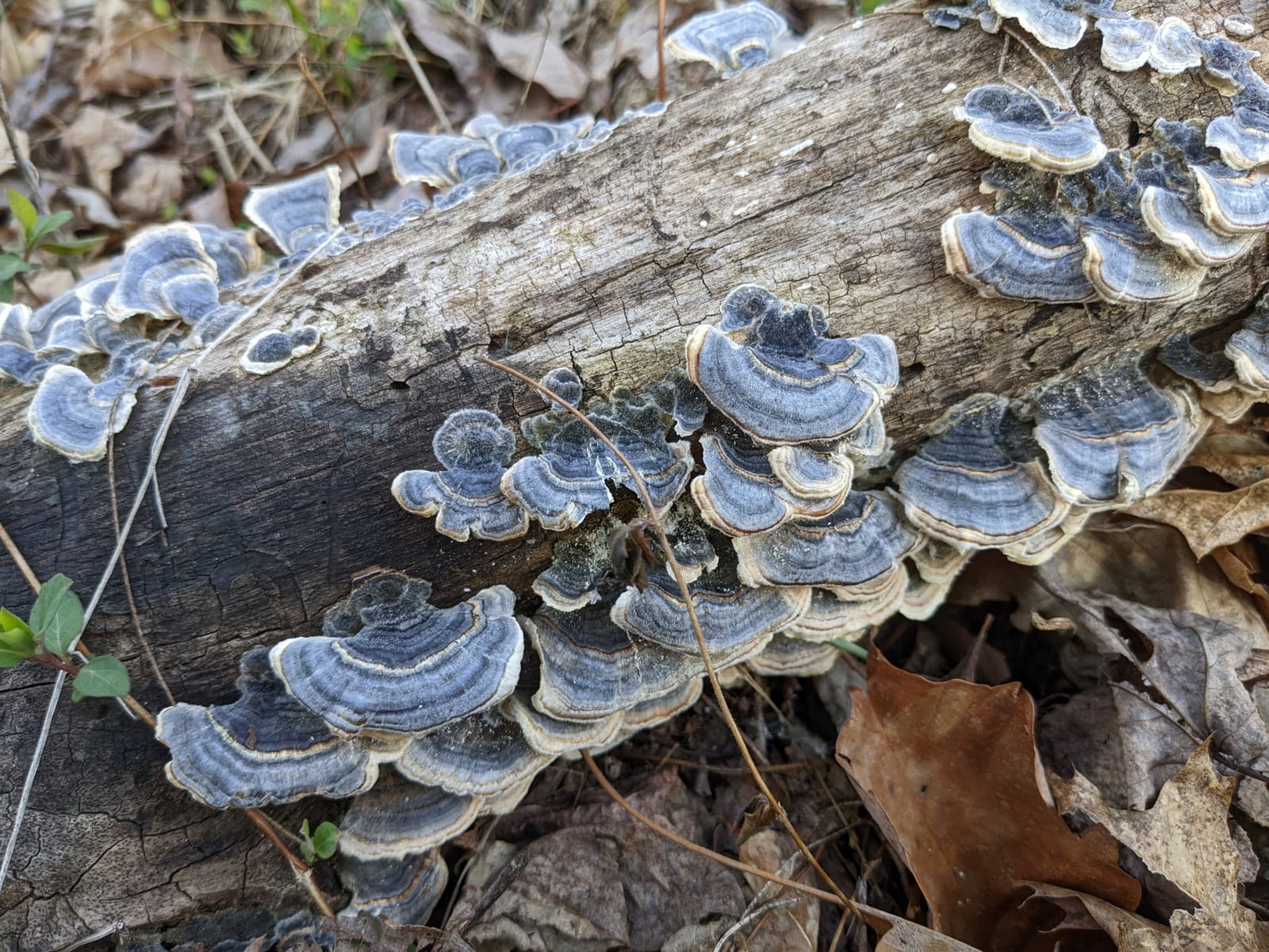 Turkey tail: Whole plant