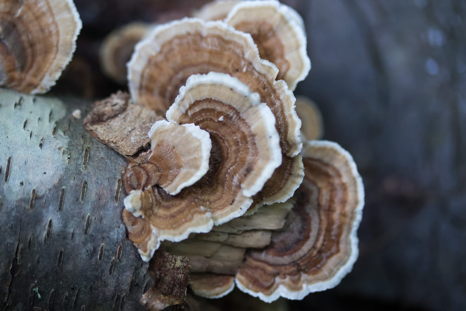 Turkey tail: Whole plant