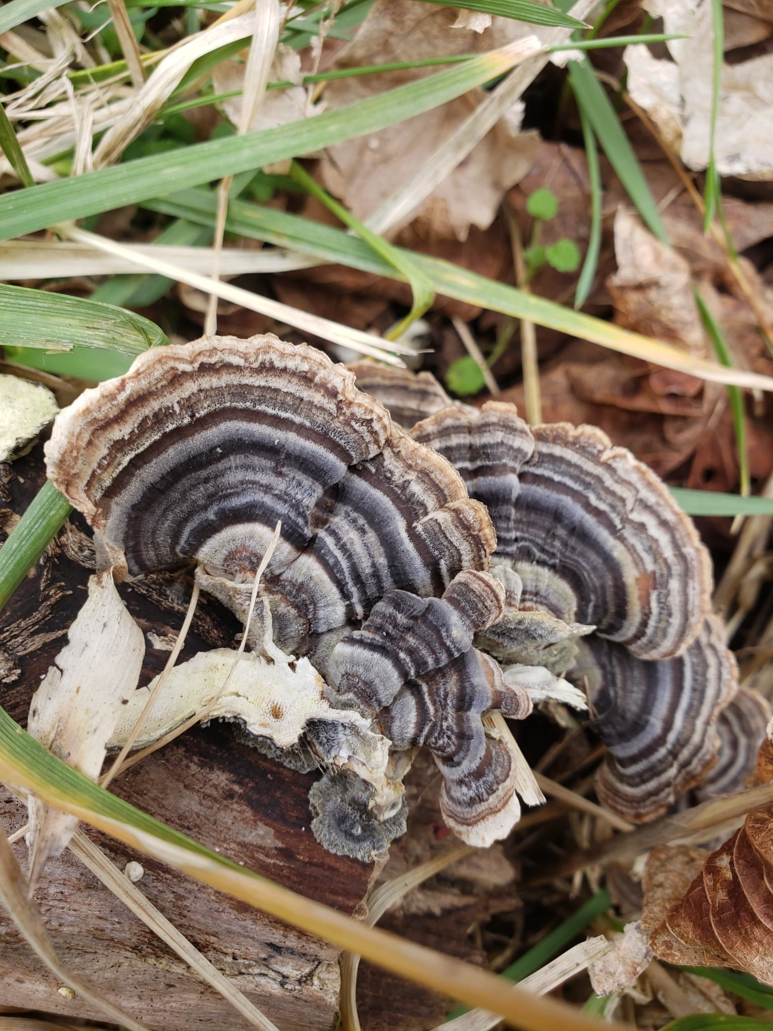 Turkey tail: Whole plant
