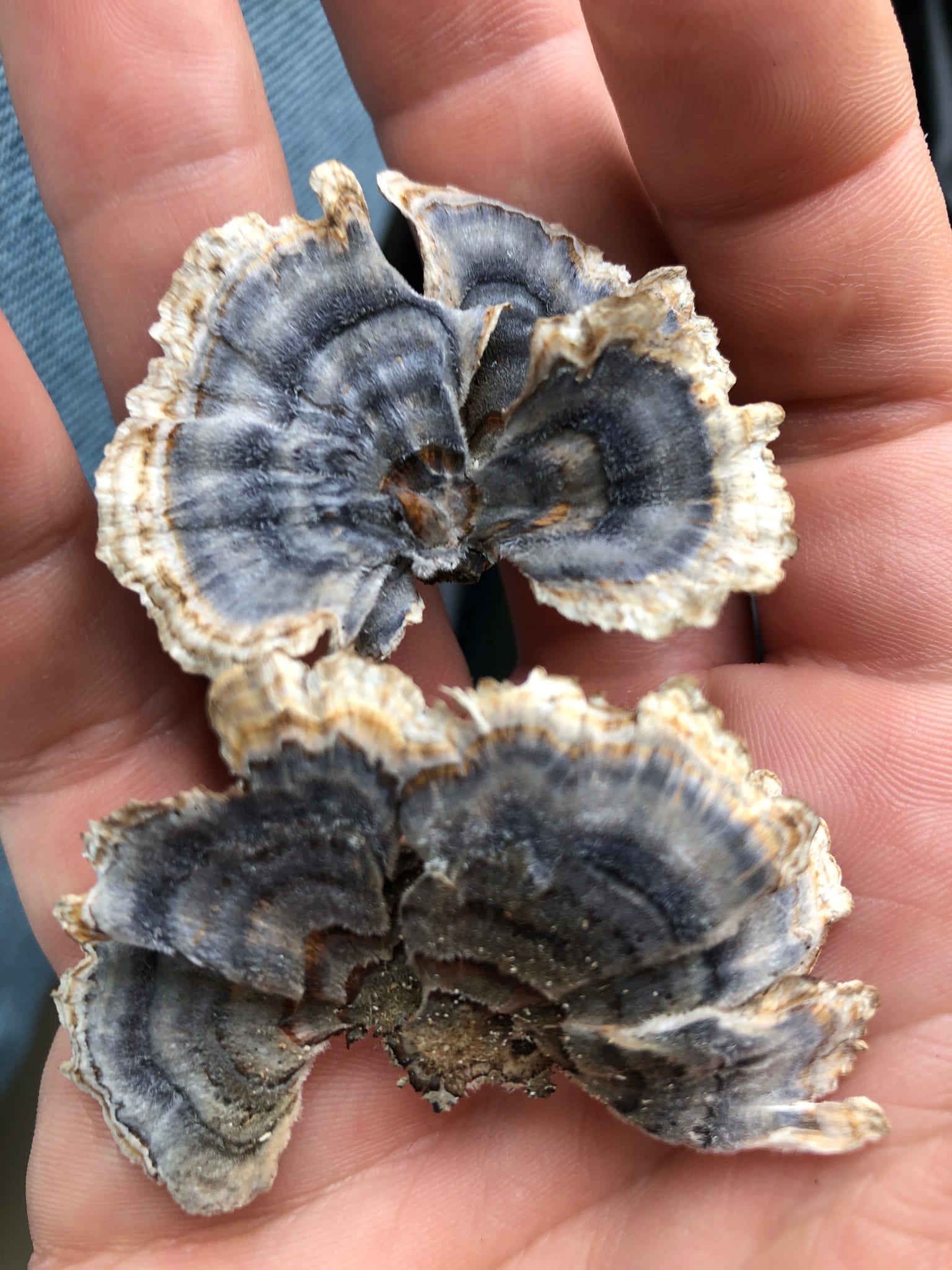Turkey tail: Whole plant