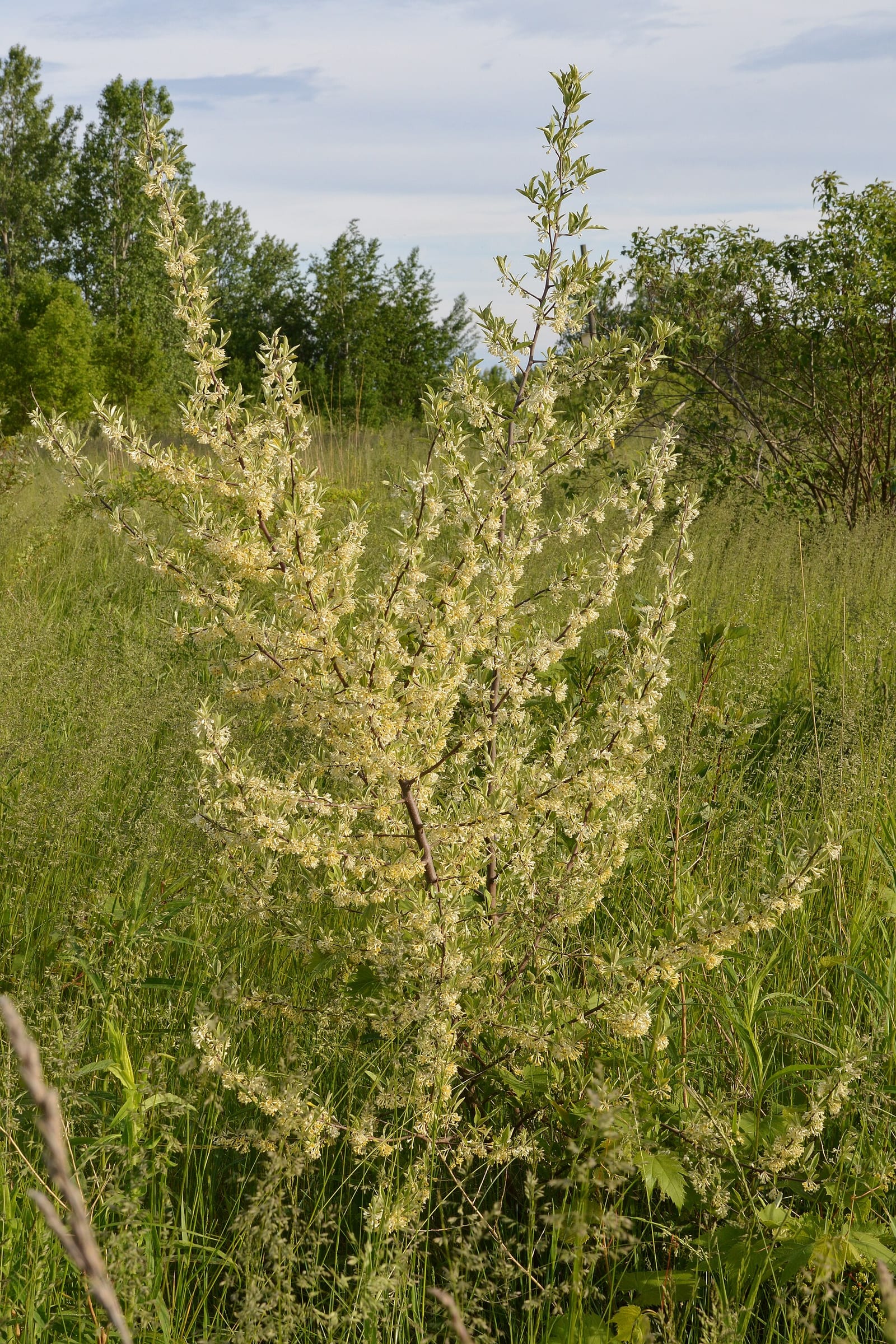 Autumn olive: Flower