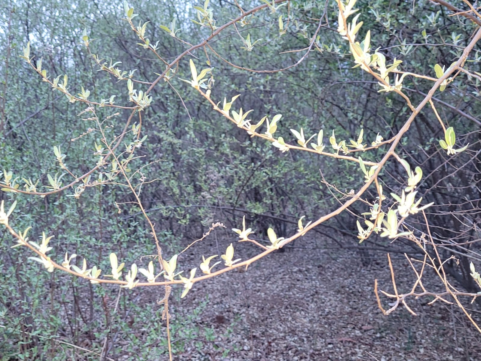 Autumn olive: Whole plant