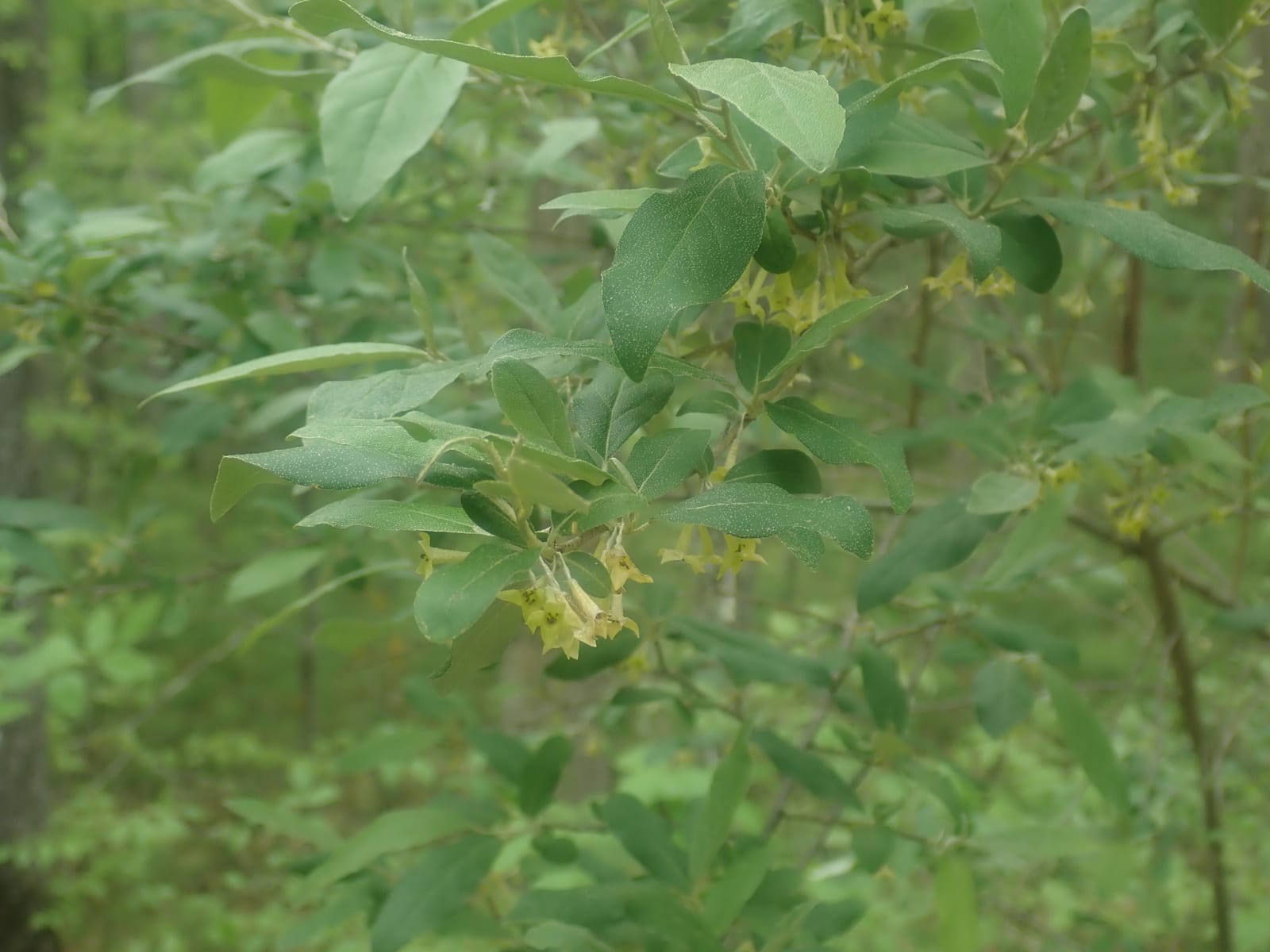 Autumn olive: Whole plant