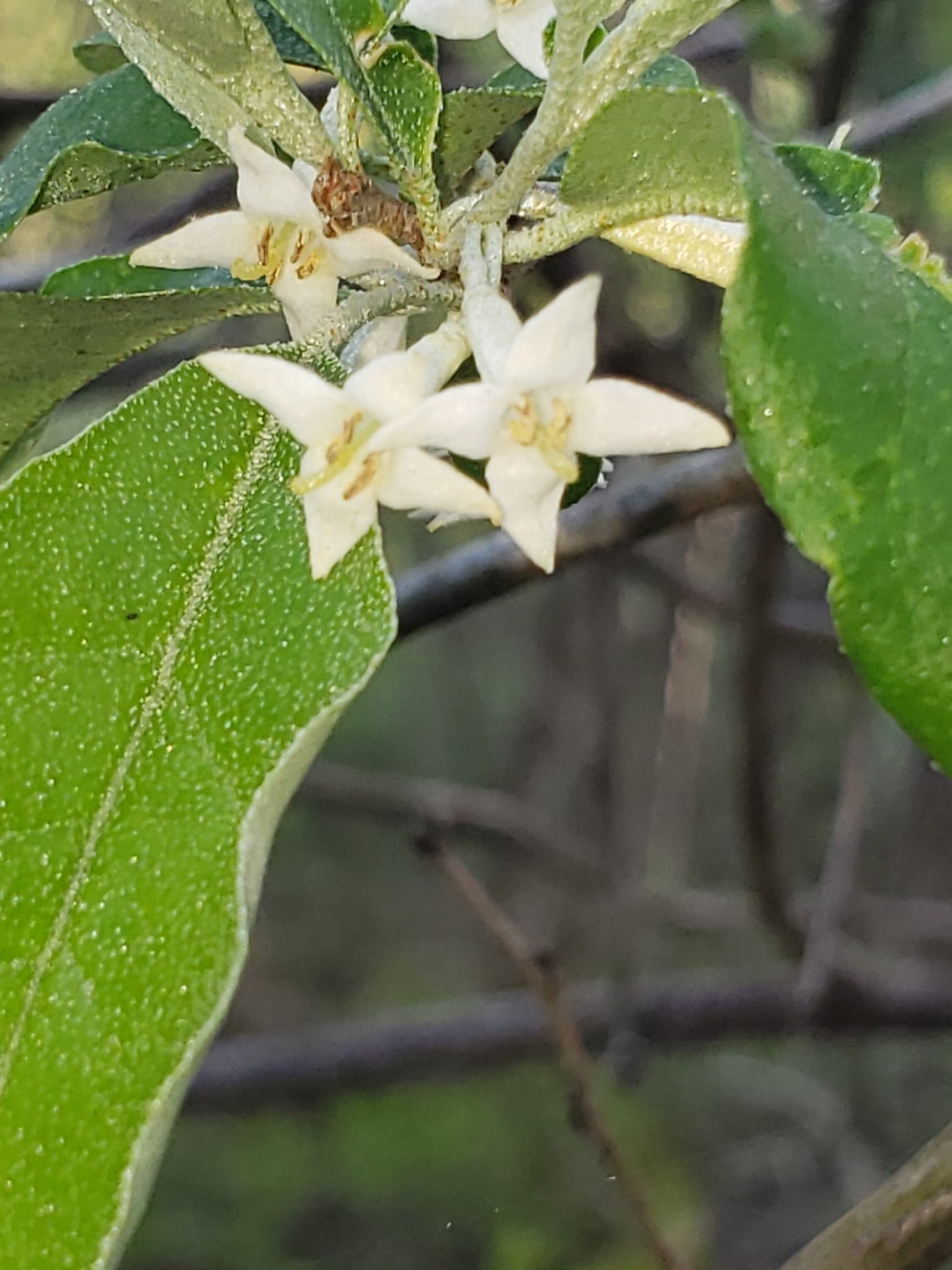 Autumn olive: Whole plant