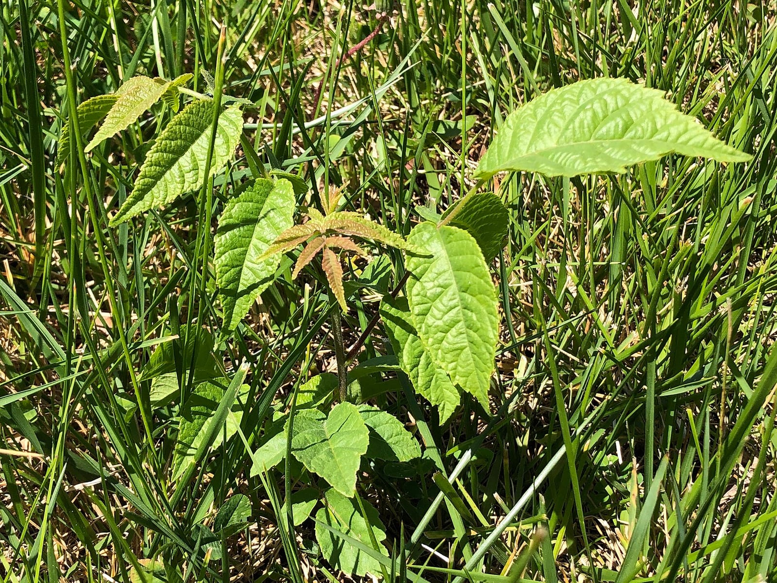 Black walnut seedling: Seedling