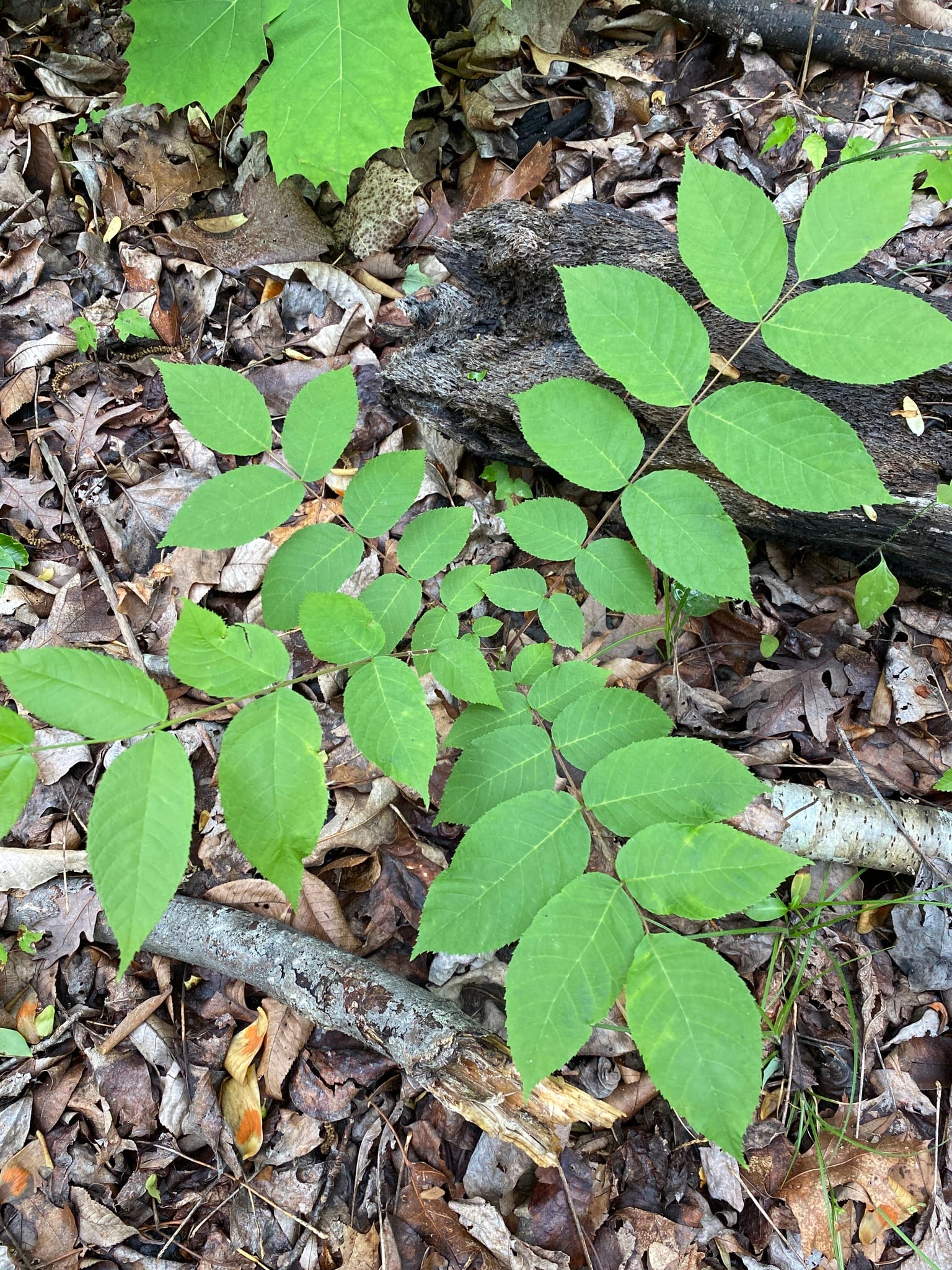 Black walnut seedling: Seedling