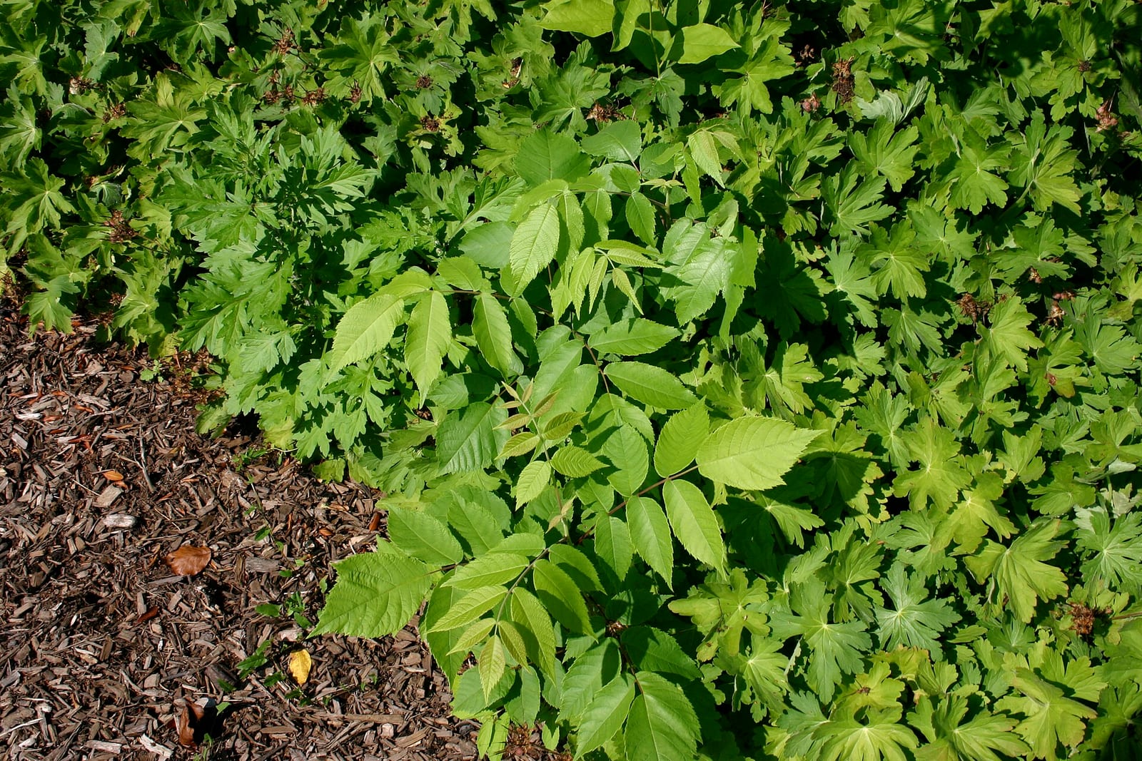 Black walnut seedling: Seedling