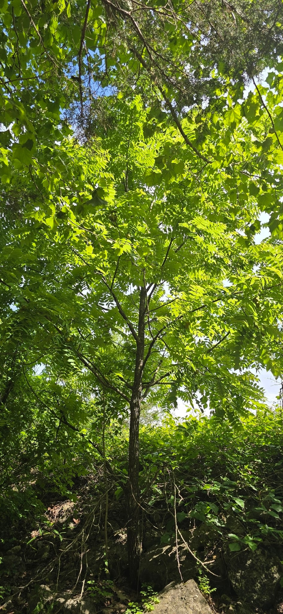 Black walnut seedling: Seedling