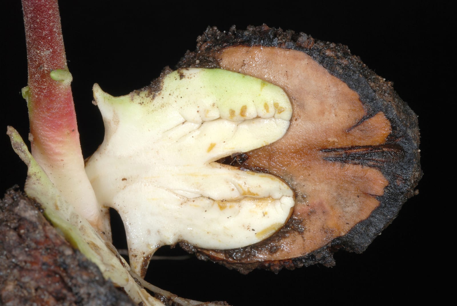 Black walnut seedling: Seedling