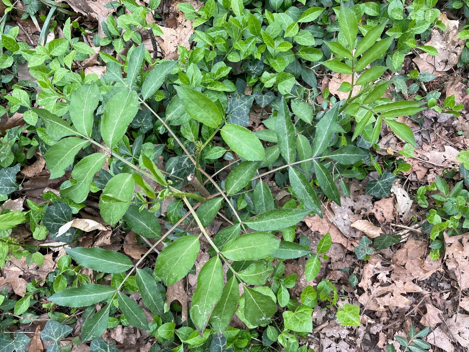 Elderberry sucker or cutting: Seedling