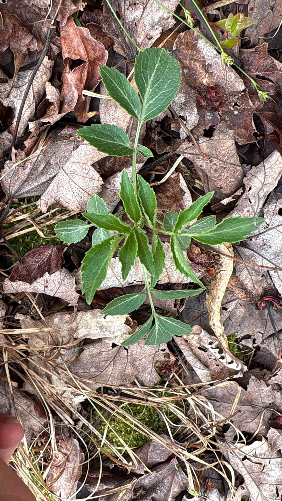 Elderberry sucker or cutting: Seedling