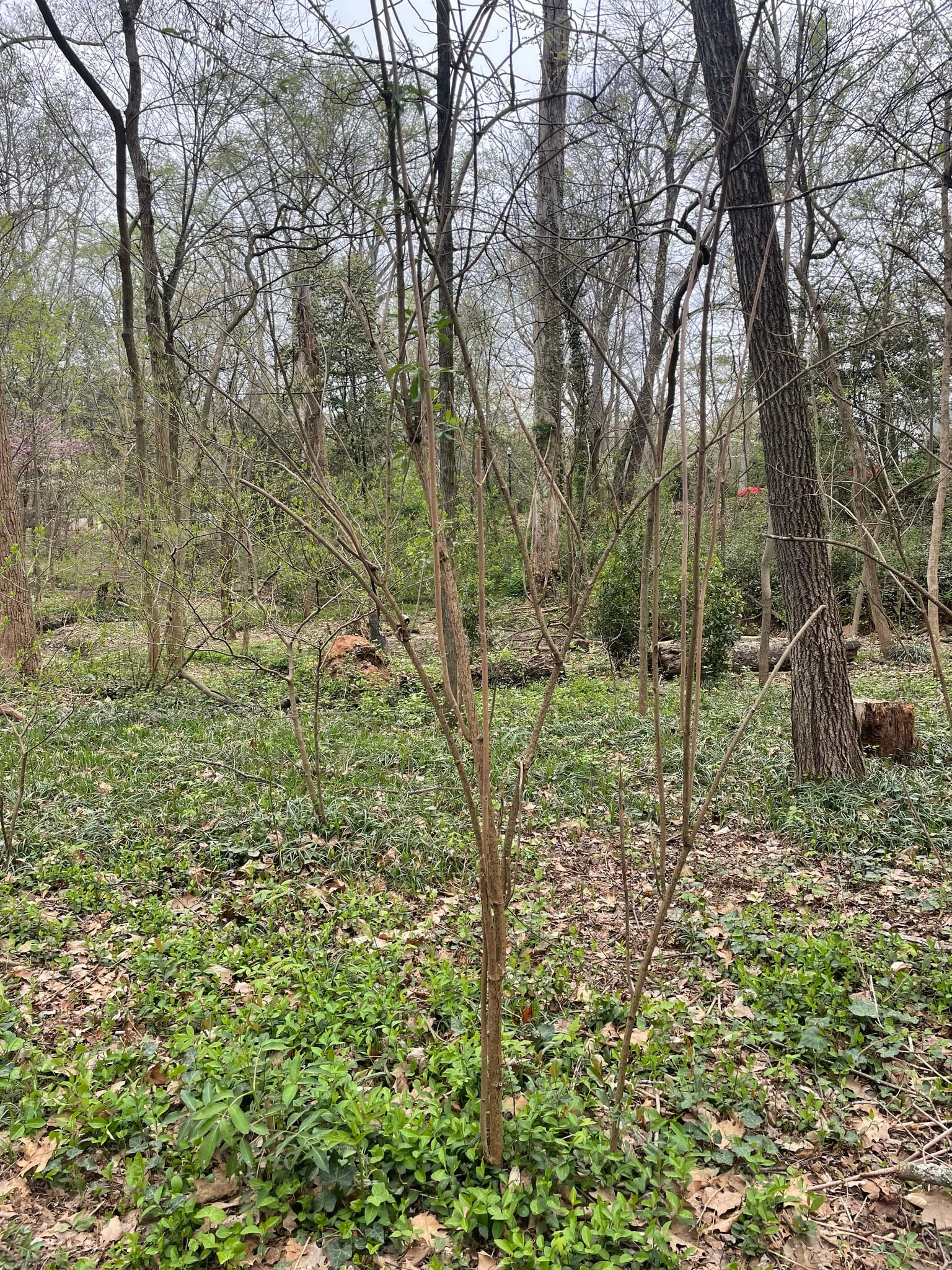 Elderberry sucker or cutting: Seedling