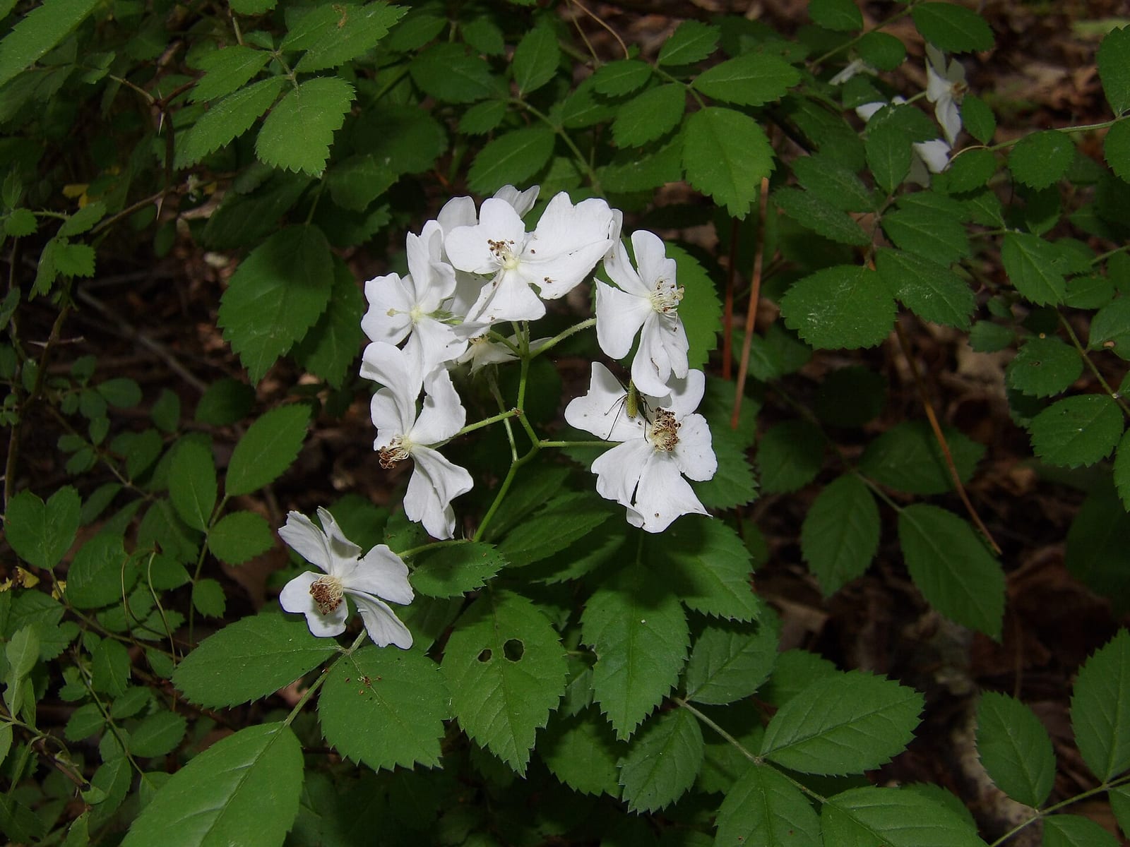 Multiflora rose: Flower